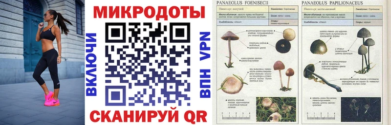 Галлюциногенные грибы Cubensis  купить наркотик  Дигора 